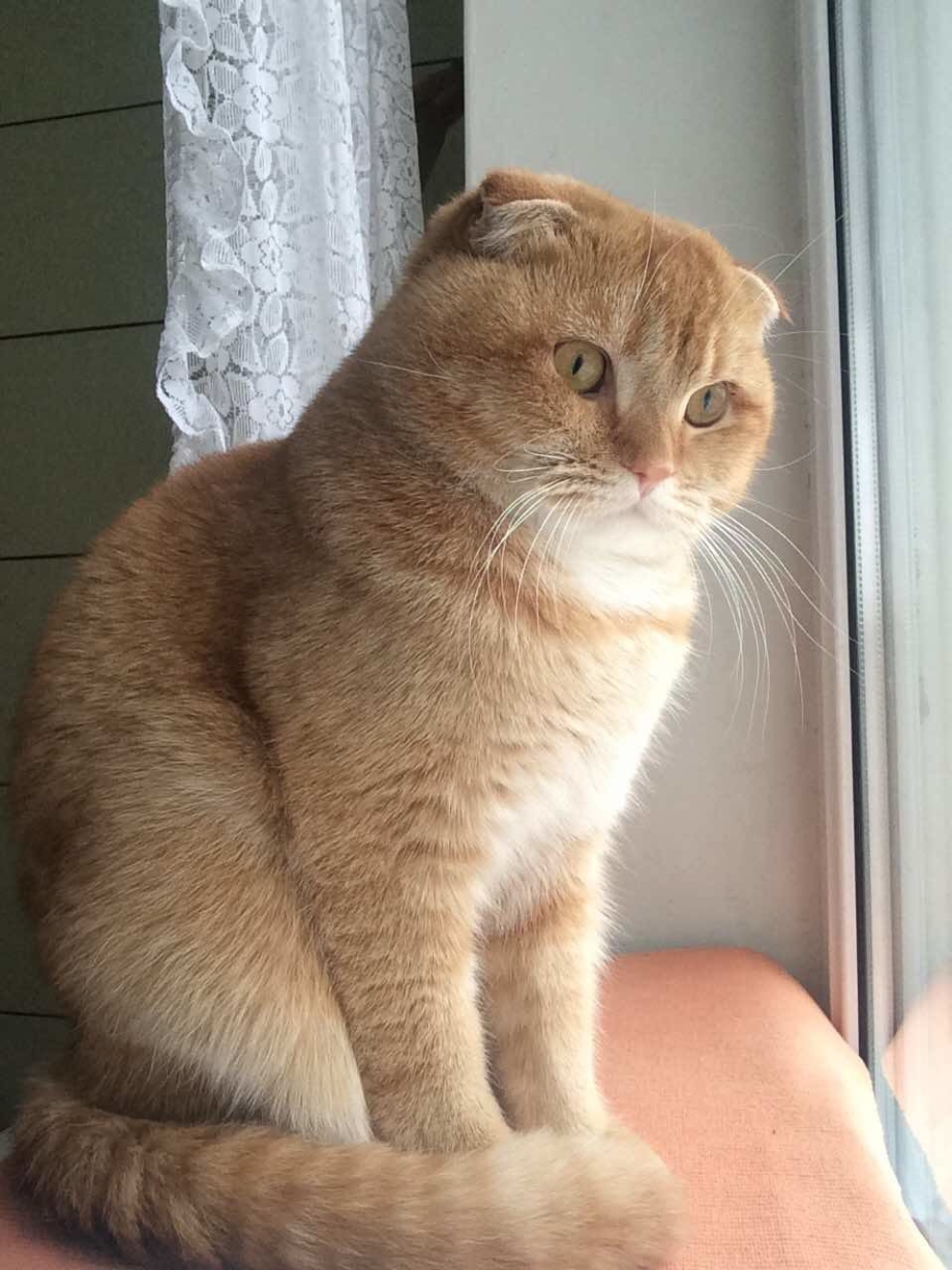 Шотландский прямоухий персиковый котенок
