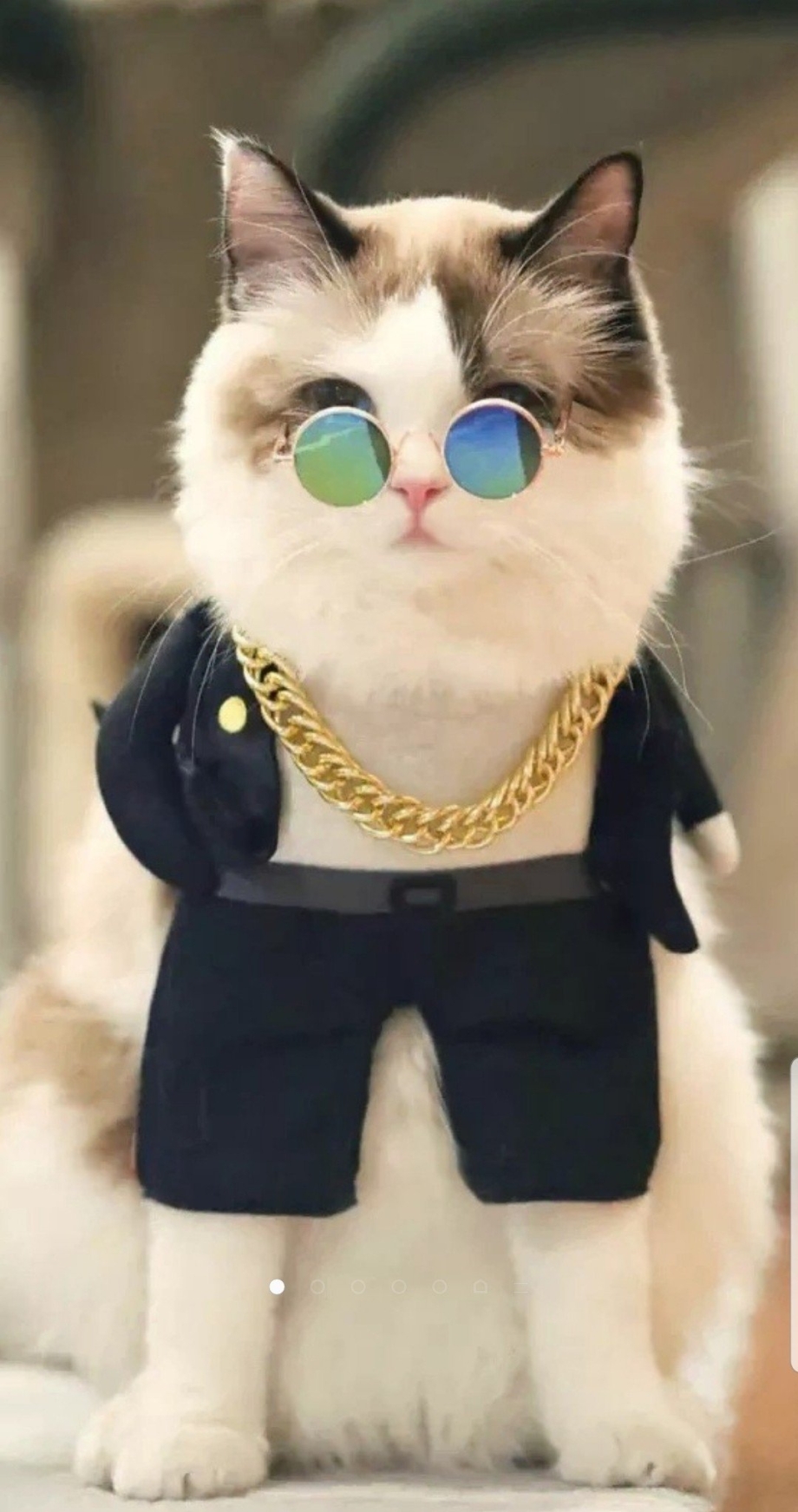 Крутые коты