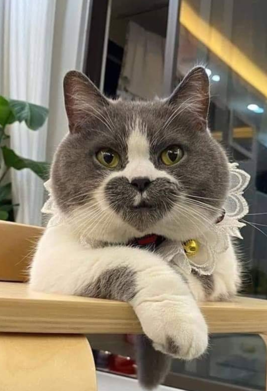 Кот красавчик