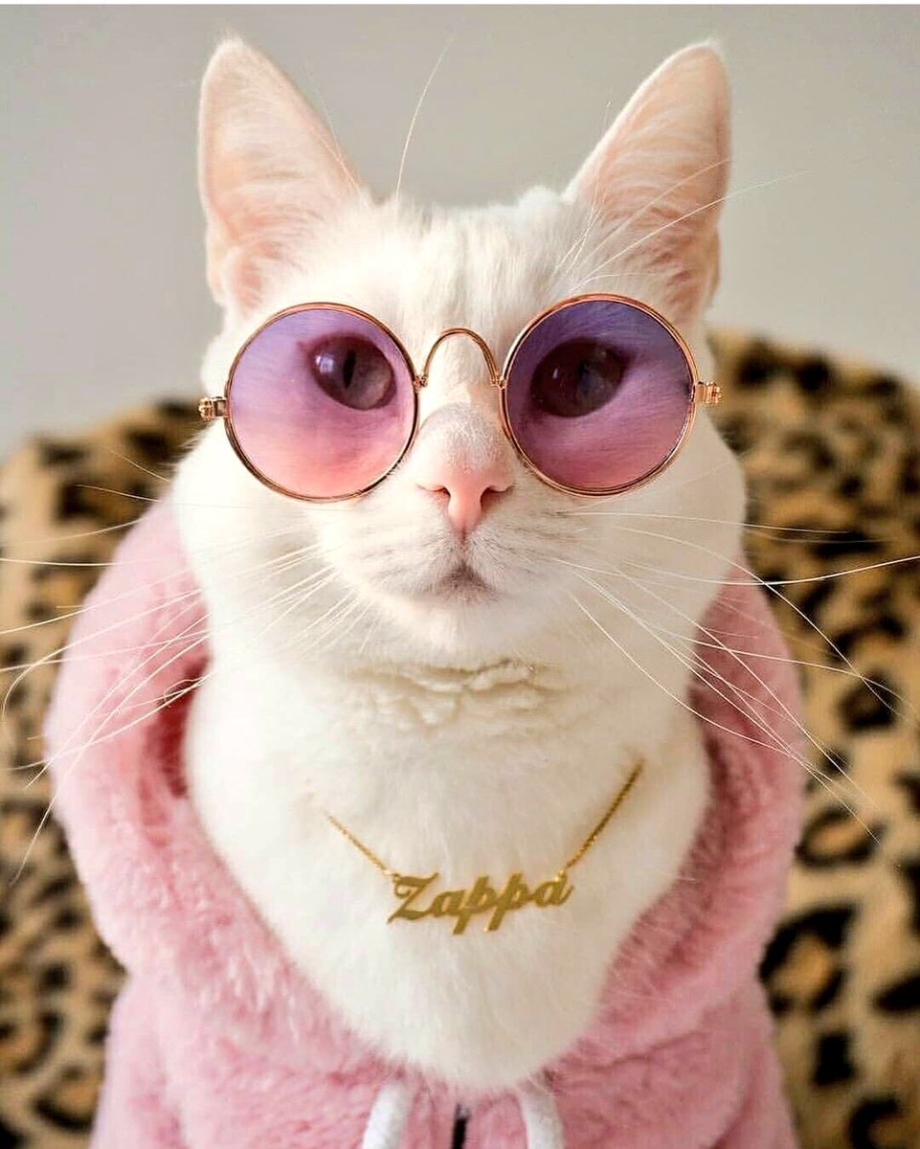Смешные котики