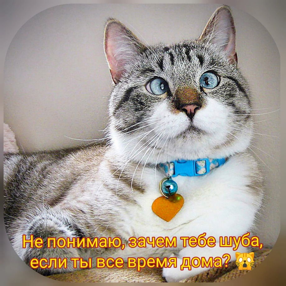 Кот Спанглс порода