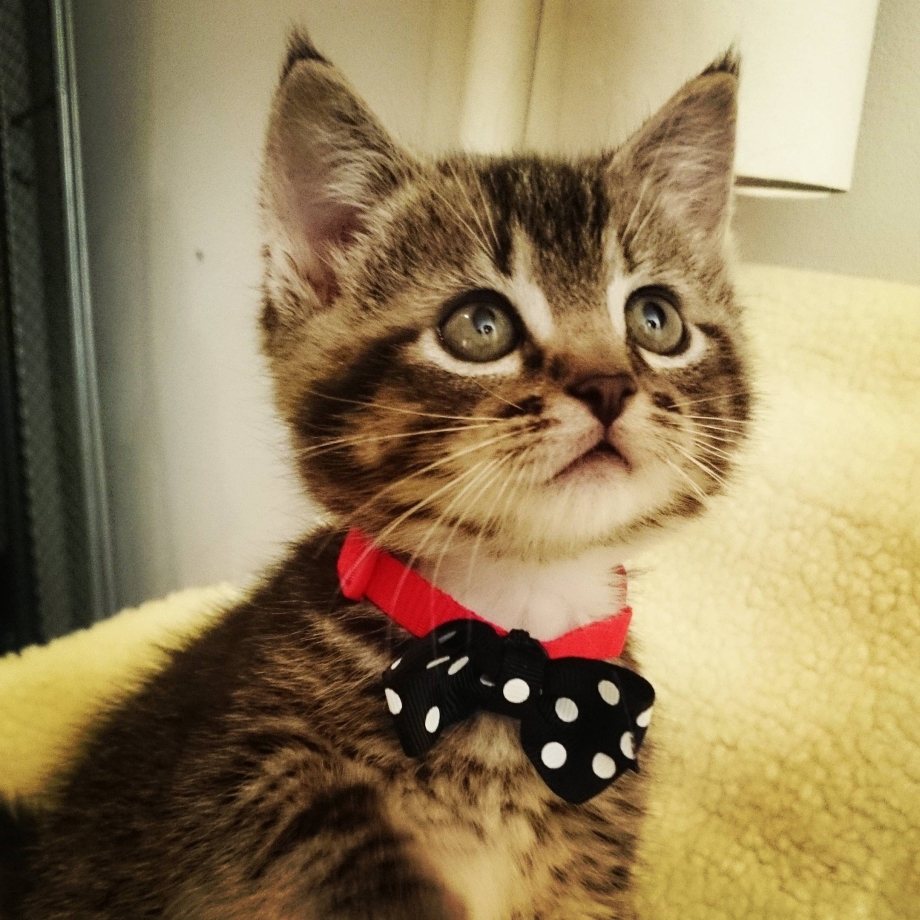 Милые котики