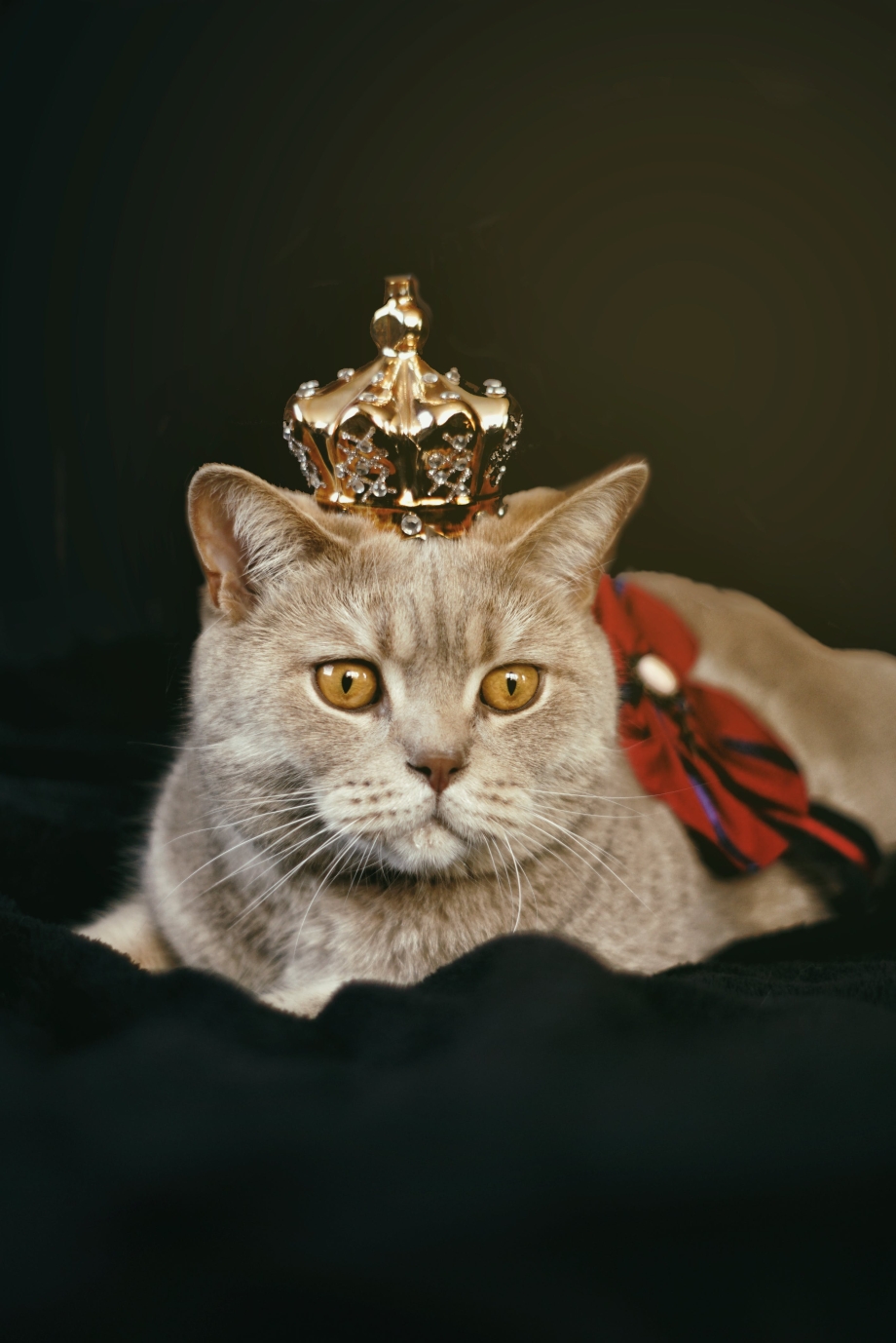 Кот в короне