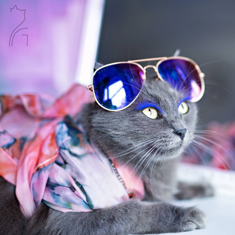 Гламурный котик