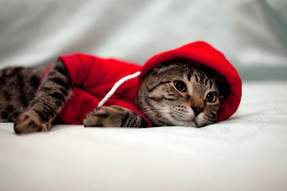 Кот в толстовке