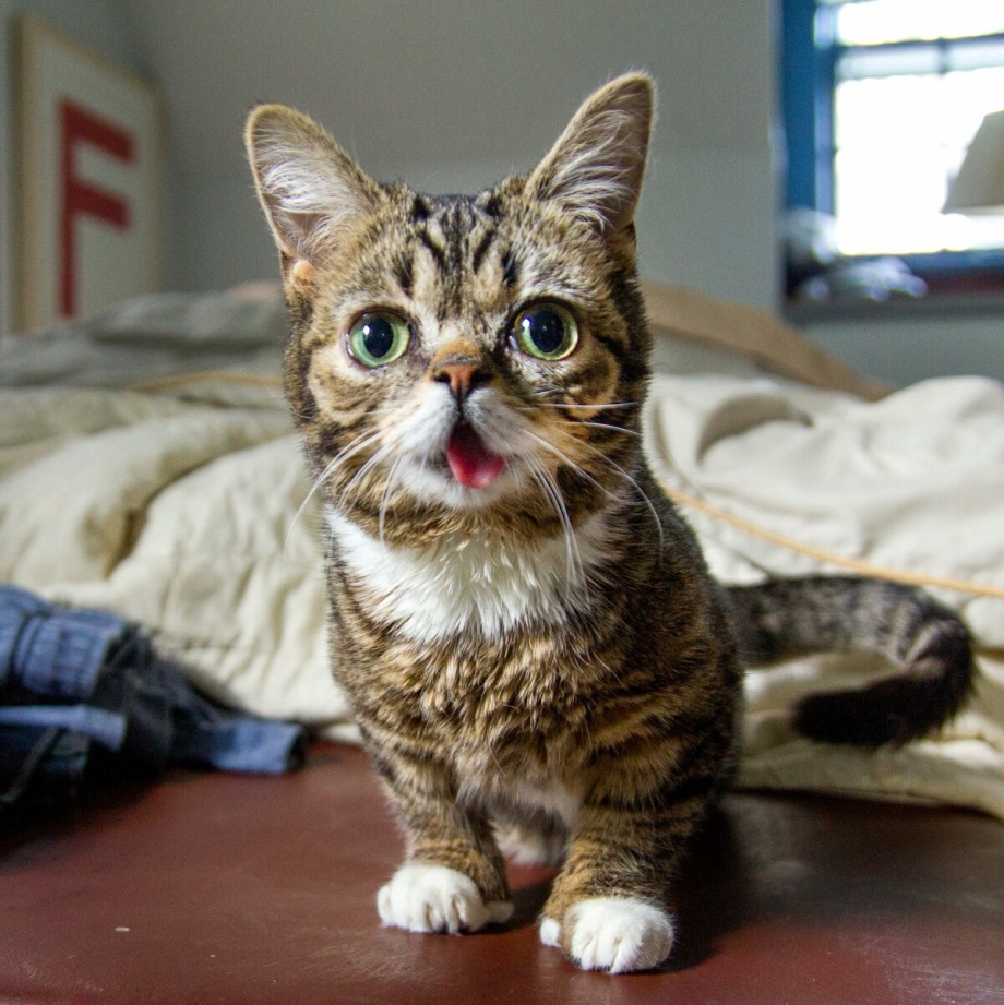 Самые популярные котики