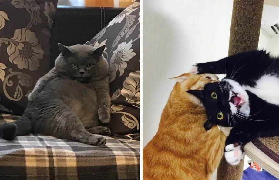 Коты которым хорошо
