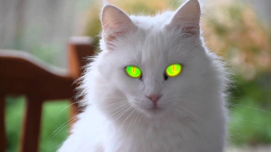 Белые коты с зелеными глазами
