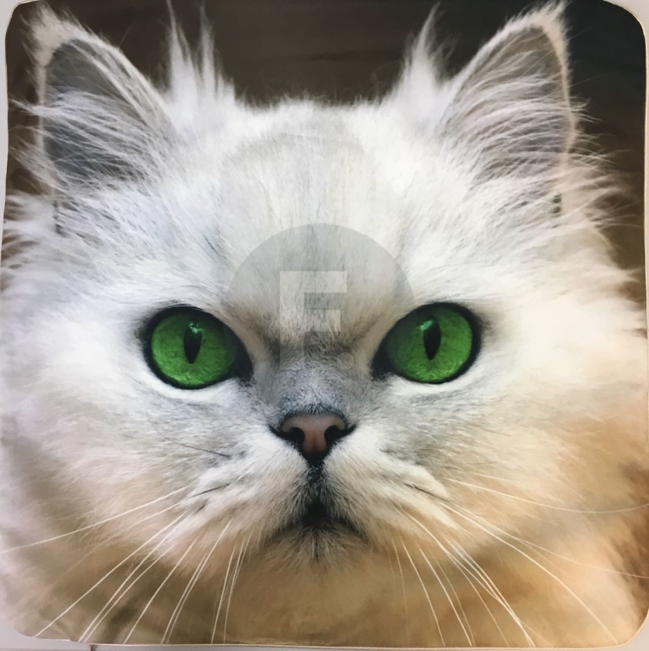 Кошка с изумрудными глазами