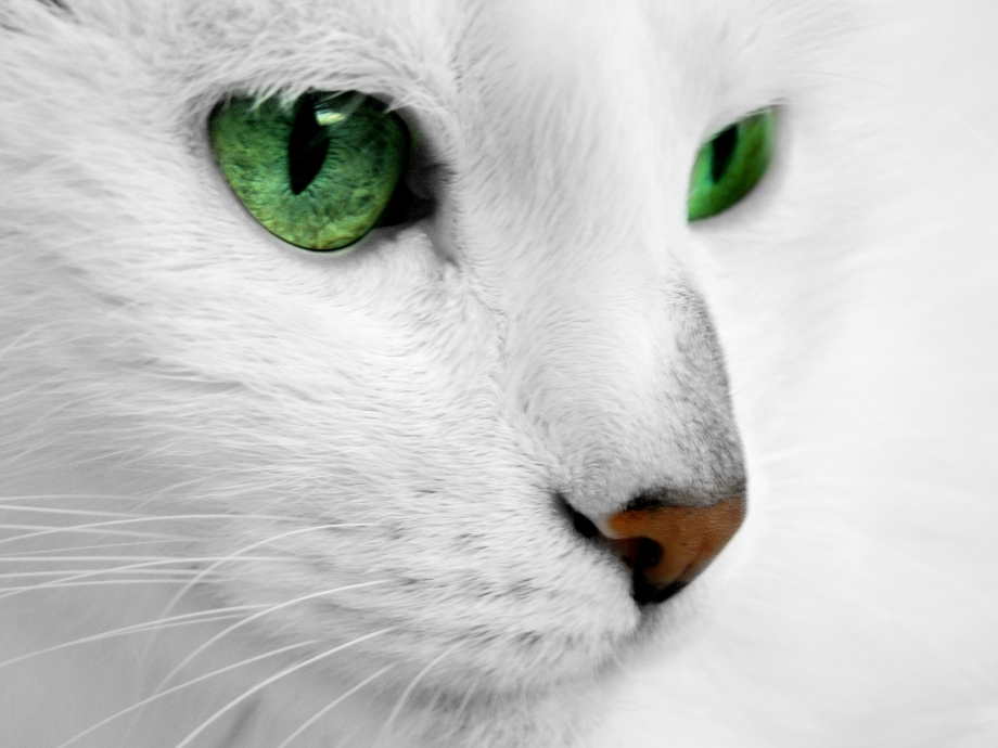 Зеленоглазая кошка