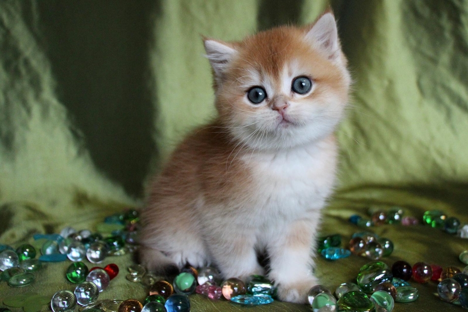 Котенок с изумрудными глазами