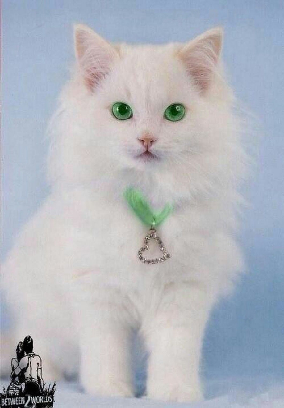 Белая кошка с зелеными глазами