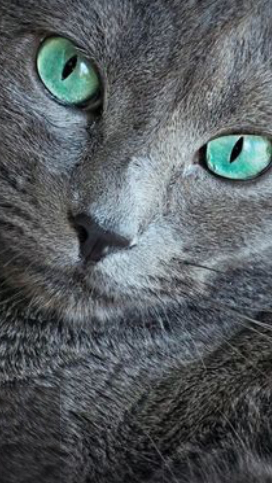 Коты с изумрудными глазами