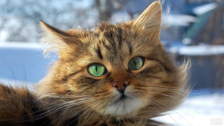 Коты породы Викинги