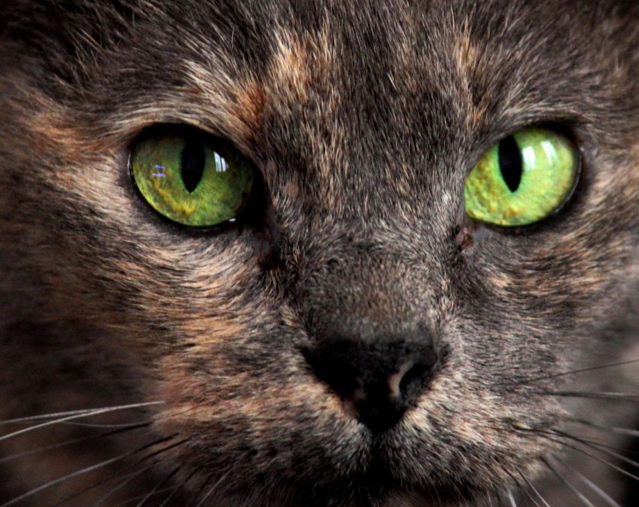 Кошка с зелеными глазами