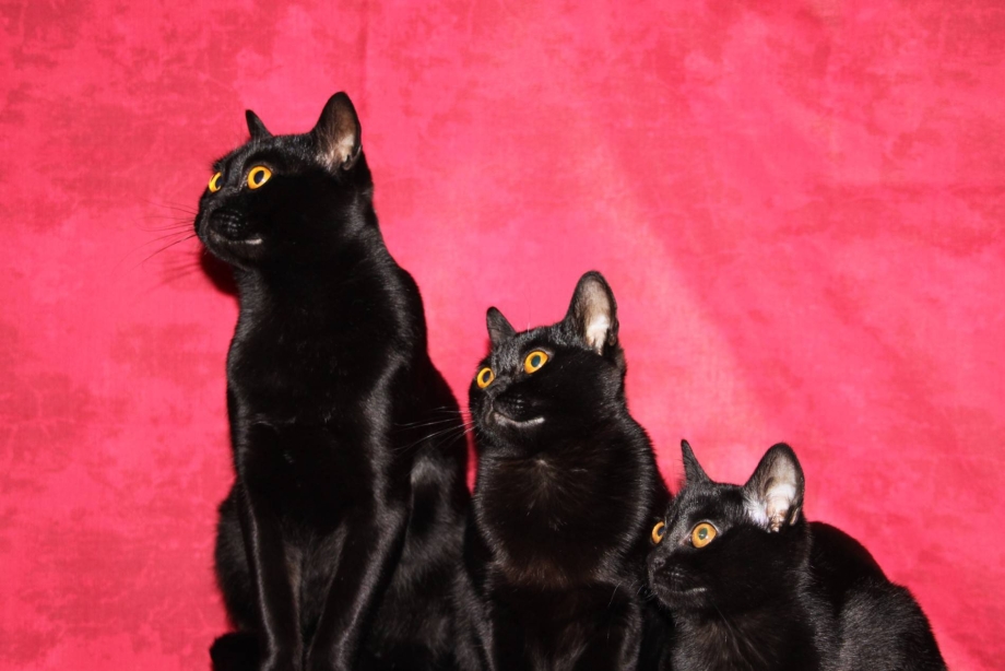 Бомбейская кошка