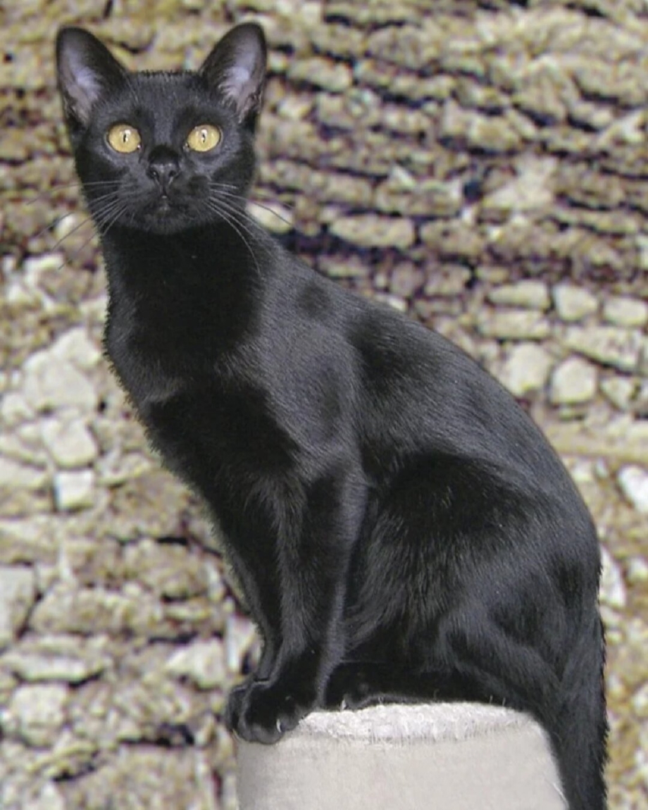 Черная кошка Мейн кун