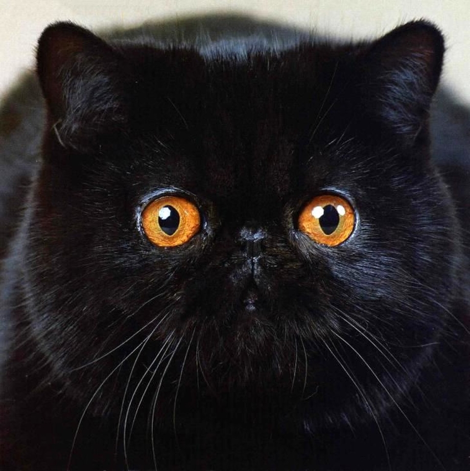 Чёрный коткороткошорстый