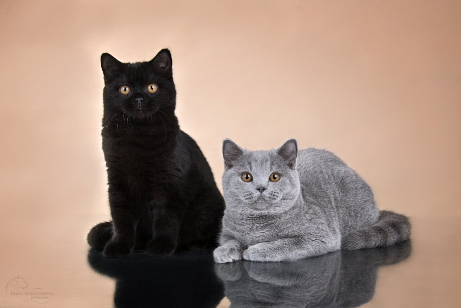 Бомбейская черная кошка