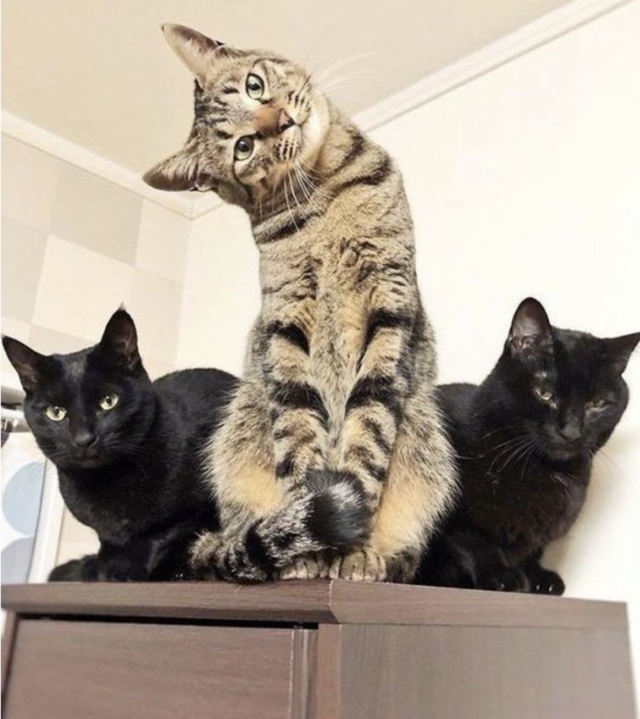 Котейки забавные