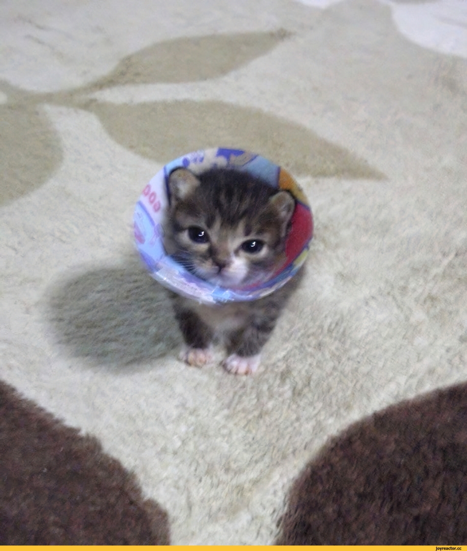 Кот веселится