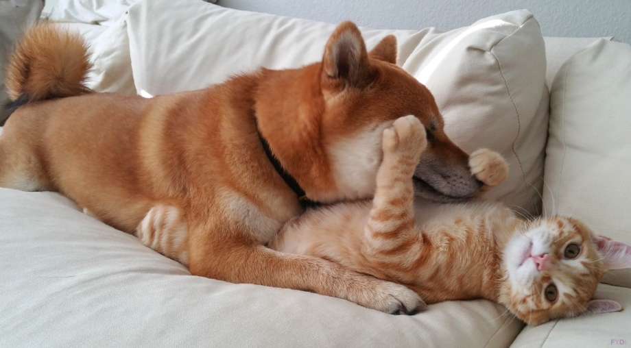 Креативные котики