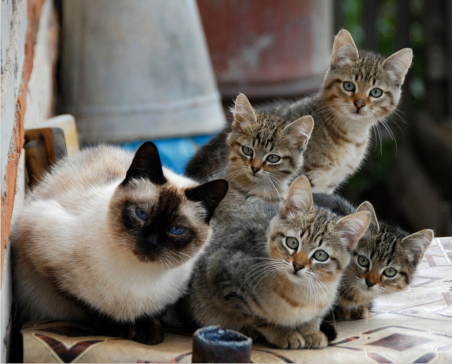 Коты дерутся