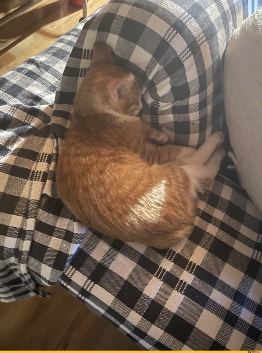 Коты выглядывают