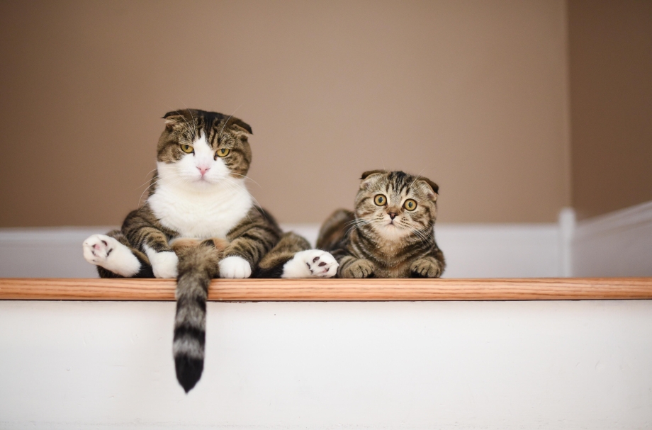 Кошка с котятами прикольные