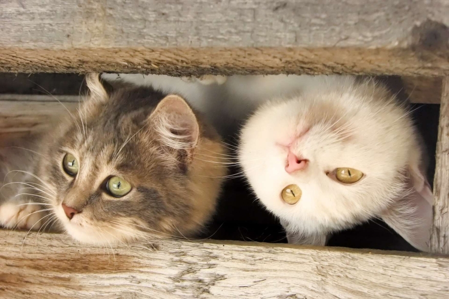 Смешные котята