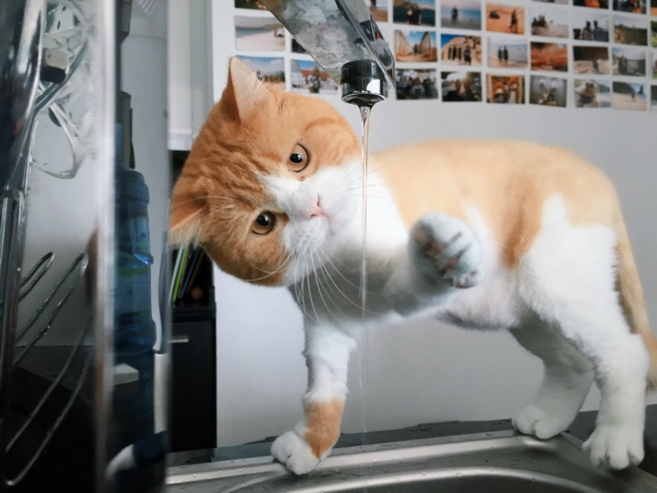 Фото с котятами прикольные и щенками