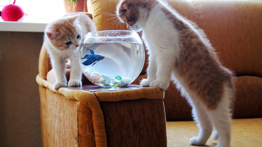 Любопытный котенок