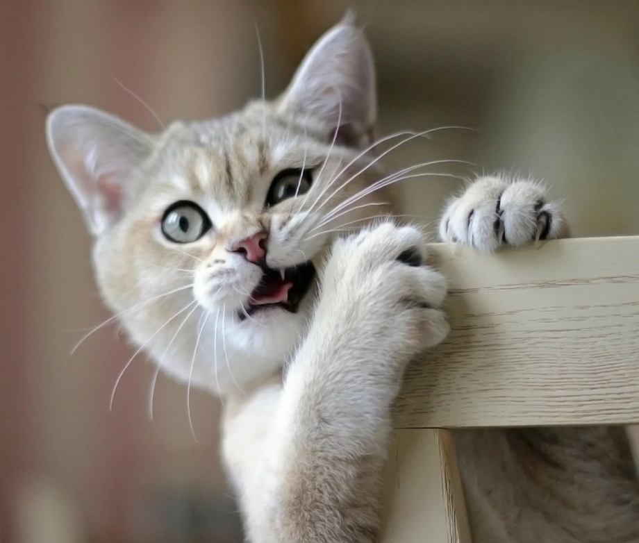 Котик и кран