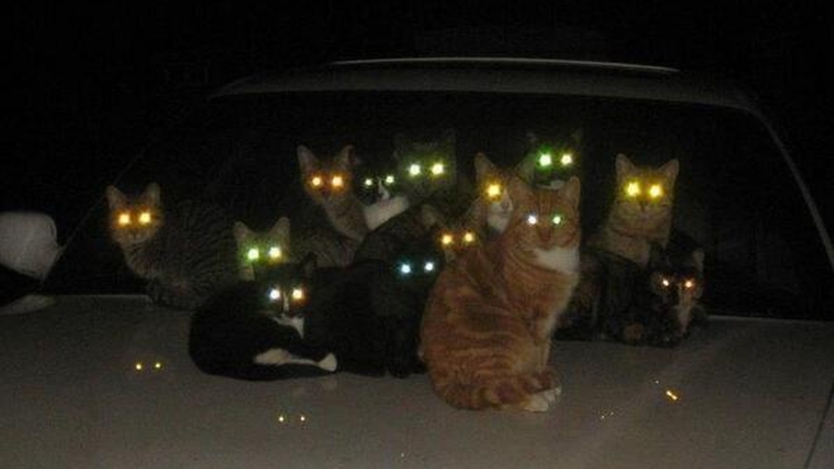Коты ночью со светящимися глазами
