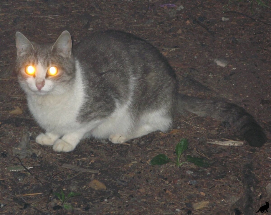 Кот со светящимися глазами
