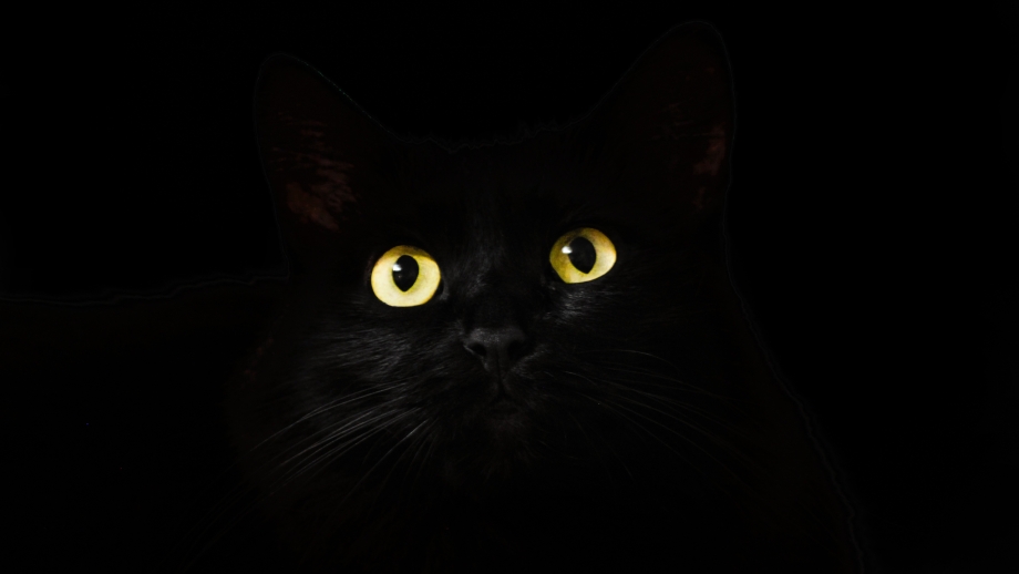 Черная кошка