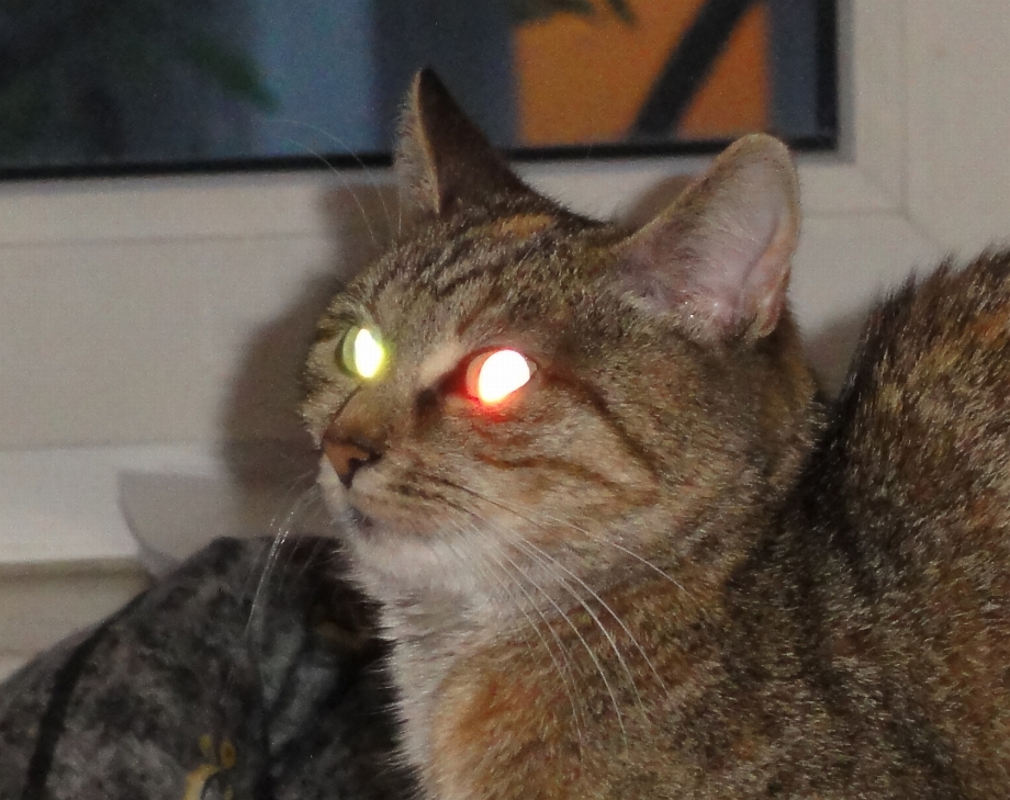 Тапетум у кошки