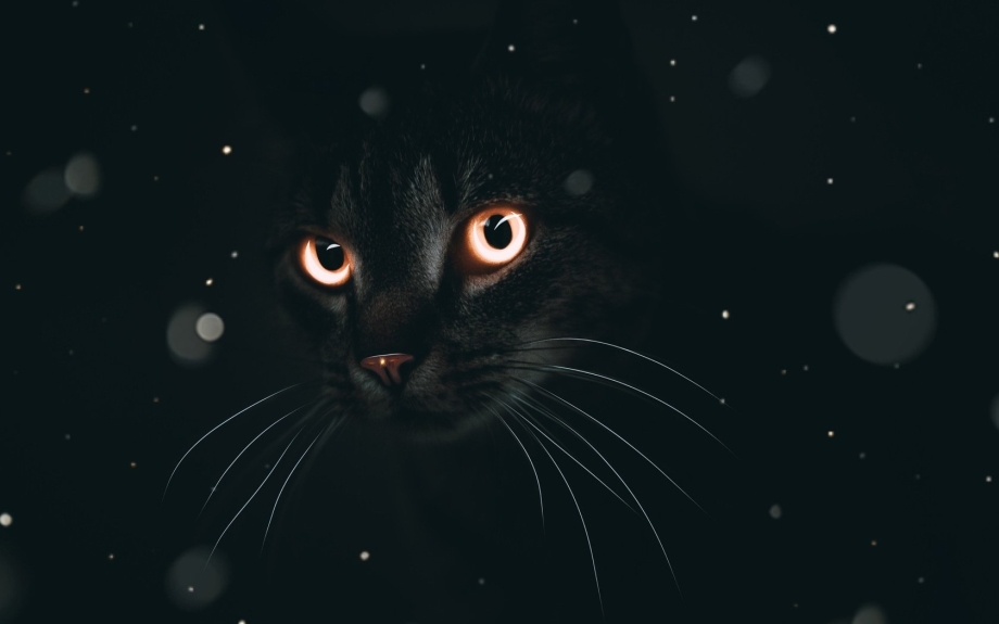 Чёрный кот
