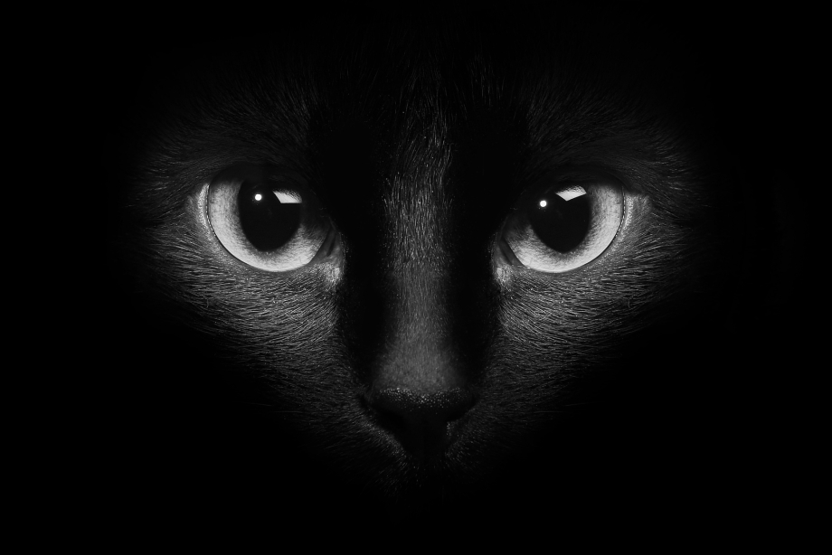 Чёрный кот