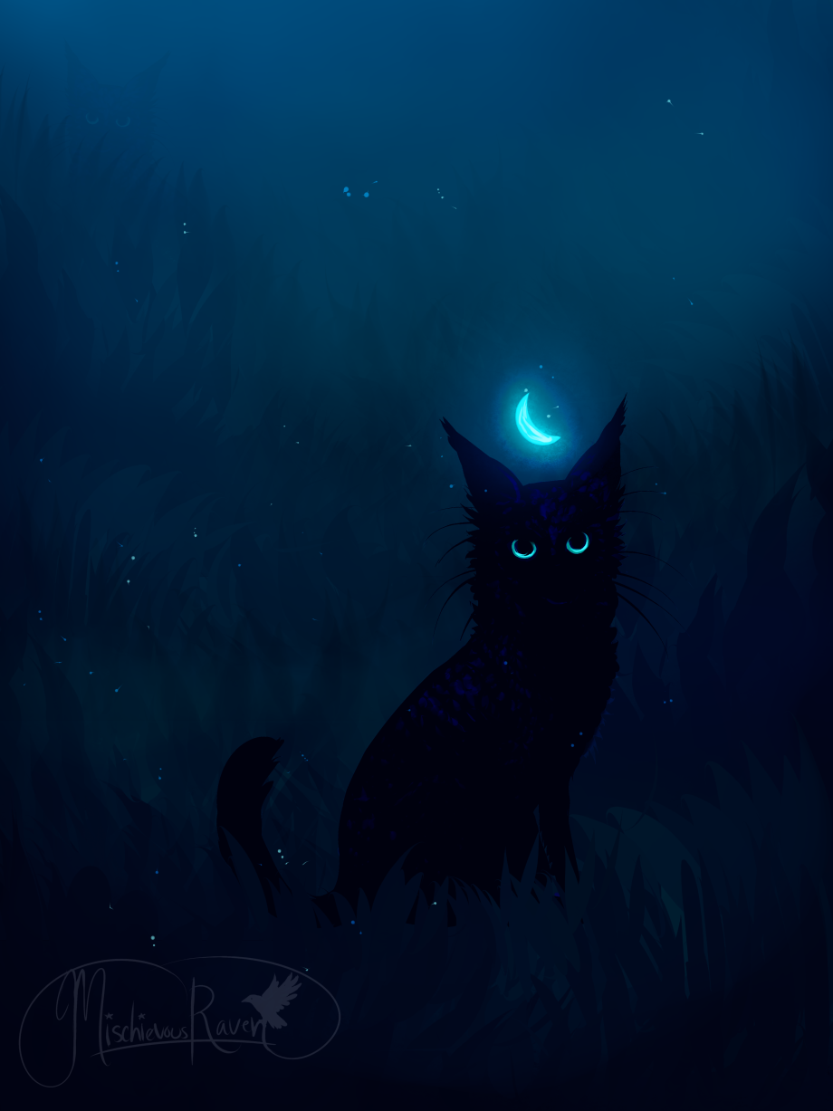 Черный кот ночью