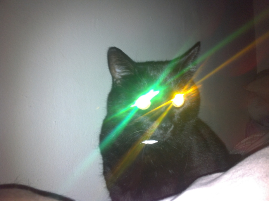 Коты со светящимися глазами