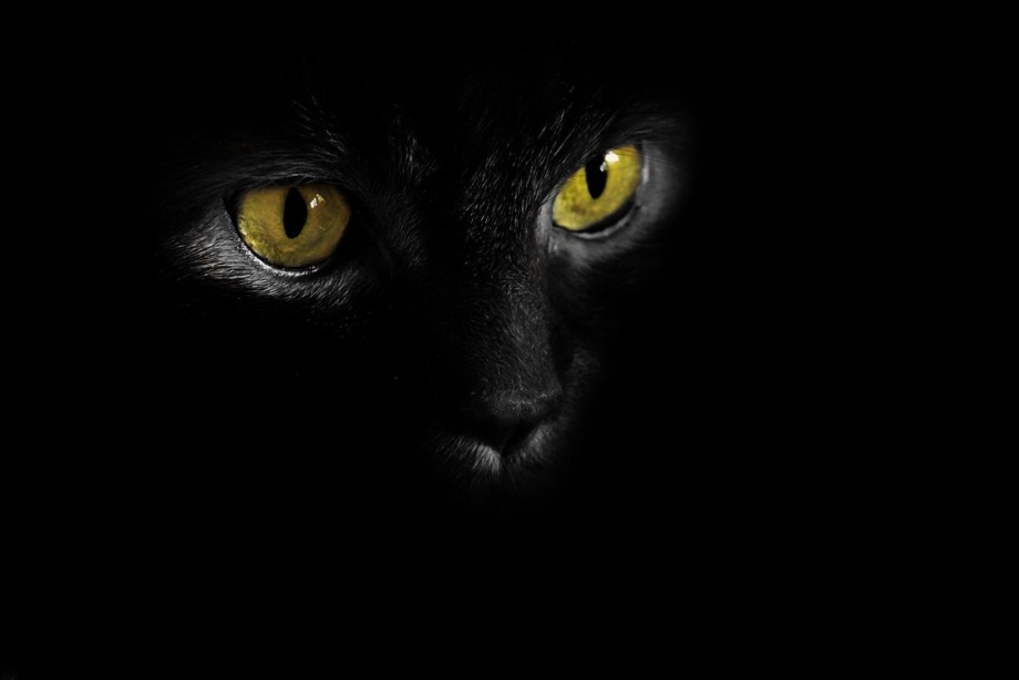Черная кошка