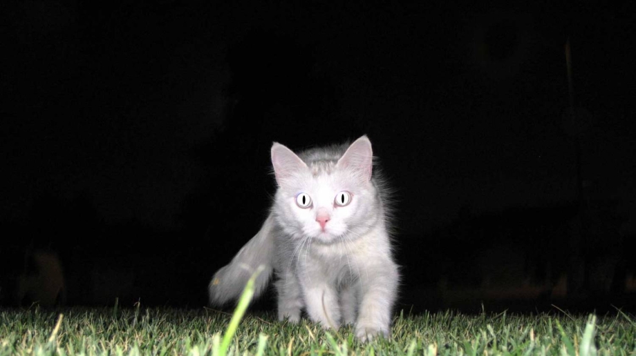 Кошка охотится