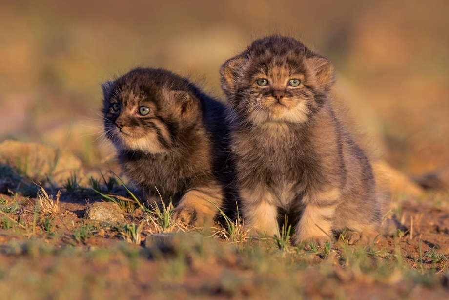 Дикая кошка Манул