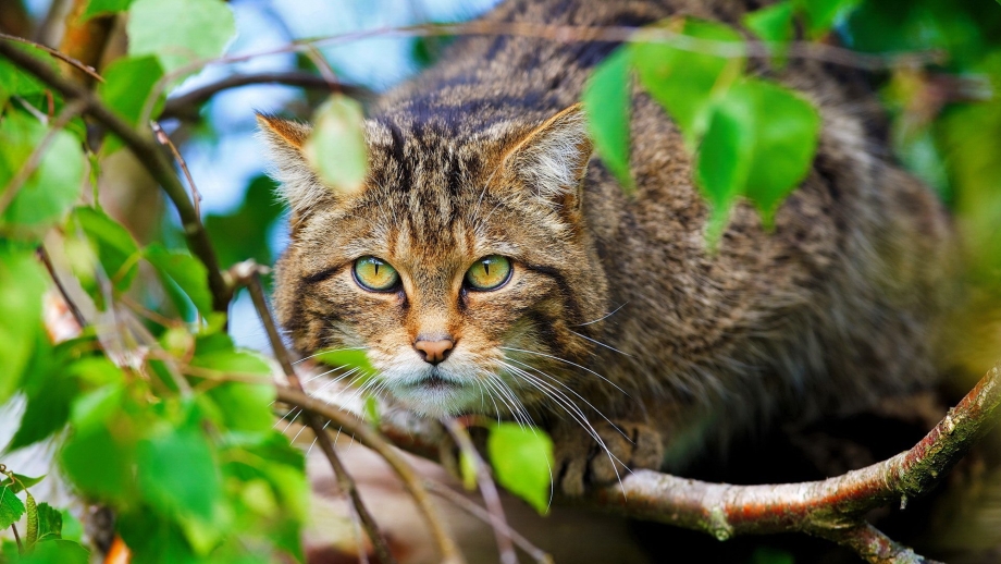Шотландский дикий Лесной кот