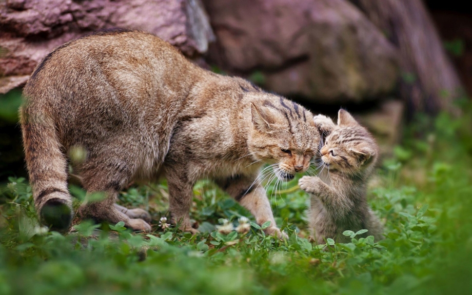Гобийская серая кошка