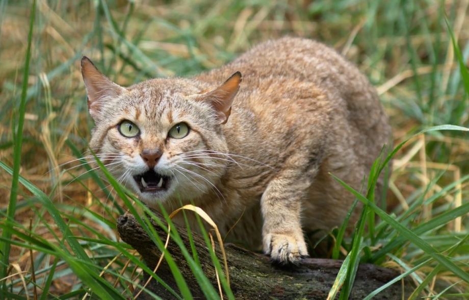 Шотландские Дикие коты