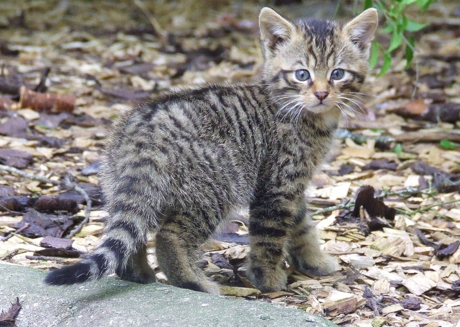 Европейский дикий Лесной кот