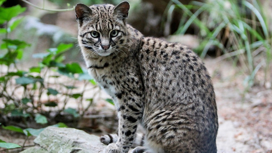 Европейский Лесной кот камышовый