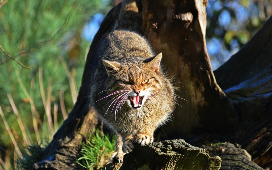 Шотландский дикий Лесной кот